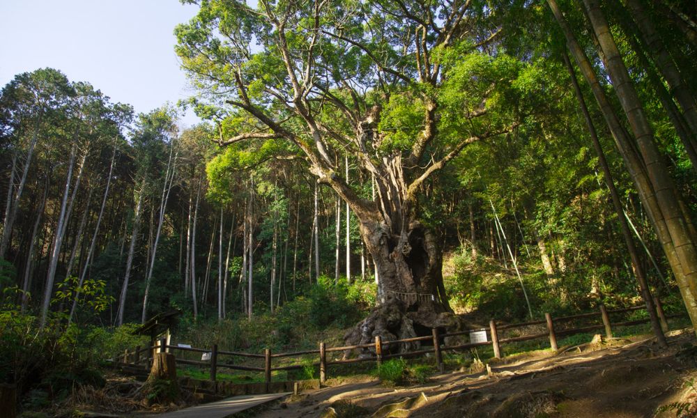 Árbol sagrado del santuario Takeo, en Saga, Japón.