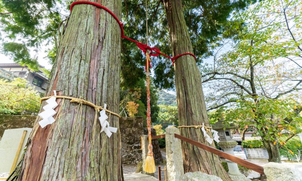 Árboles cipreses, la pareja casada del santuario Takeo.