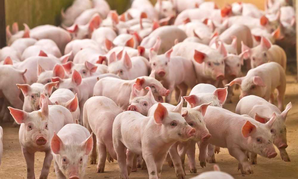 La chancha, los 20 y la máquina de hacer chorizos