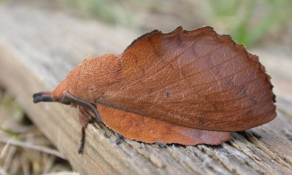 Detalles de una mariposa de hoja seca. 