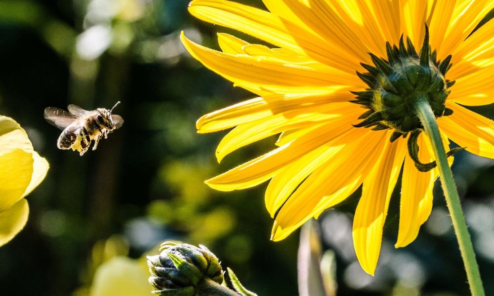 Una imagen en celebración del Día Mundial de las Abejas. 