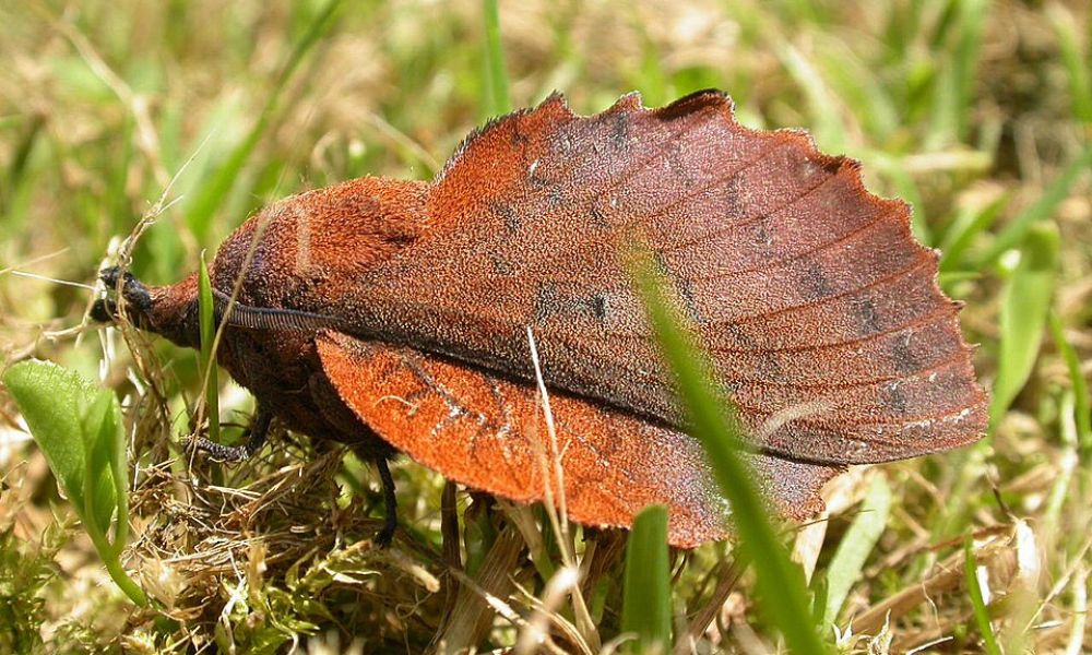 Una mariposa de hoja seca sobre el pasto. 