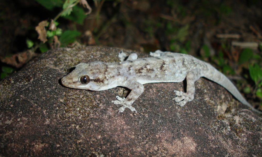 Gecko colombiano de dedos de hoja - Isla de Malpelo