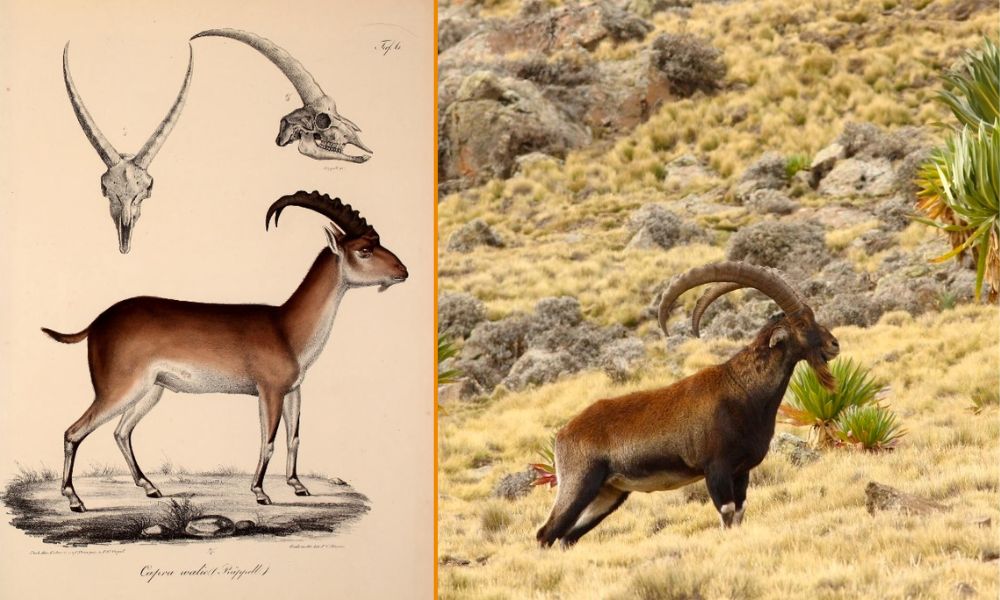 Cabra montesa de Etiopía, especie en peligro de extinción