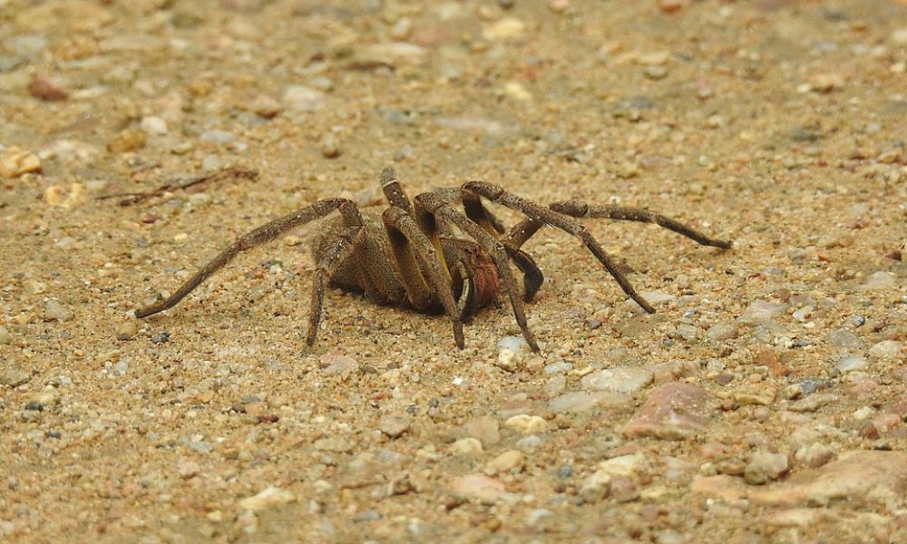 La araña más venenosa del mundo, en Argentina. 