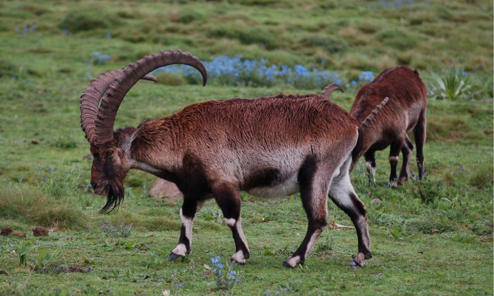 Cabra montesa de Etiopía, especie en peligro de extinción