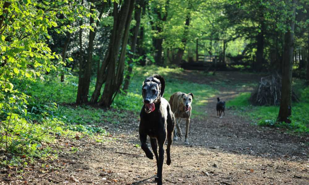 Significado de tirar los galgos