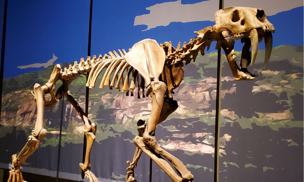 Esqueleto de un tigre dientes de sable - smilodon