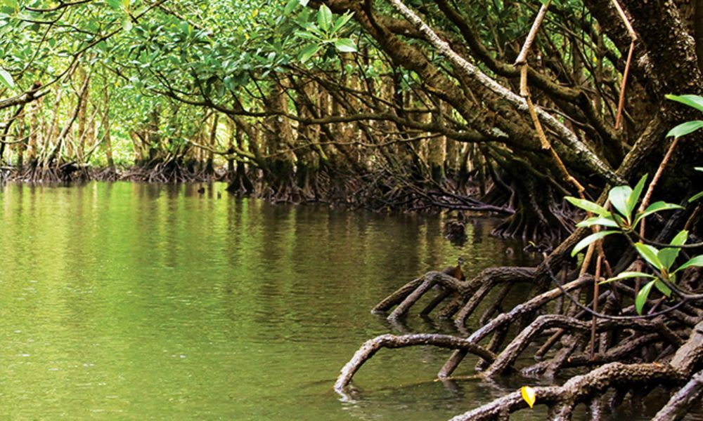 Manglar en Brasil