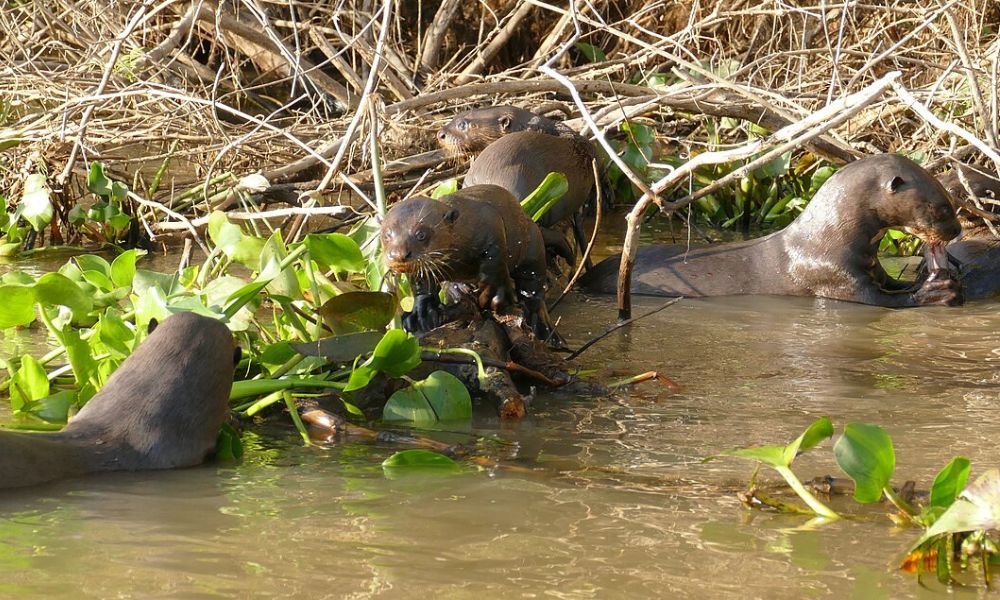 La nutria más grande del mundo en su hábitat. 