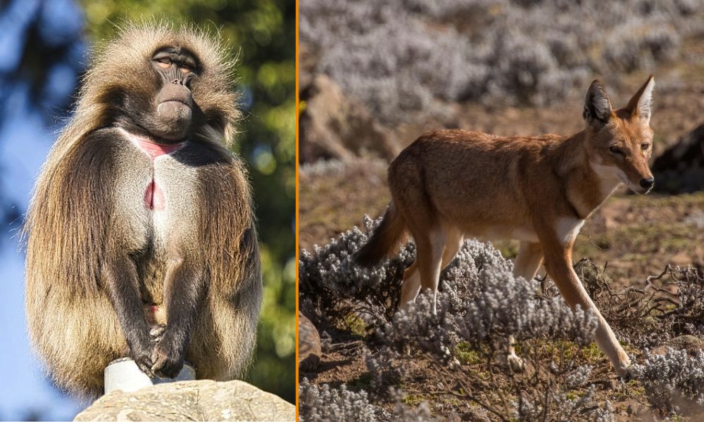 Babuino gelada y zorro de Simien, en el Parque Nacional de Simien - Etiopía