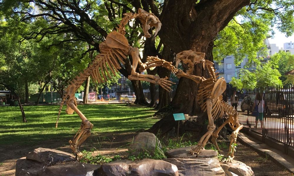 Esqueletos del tigre dientes de sable, felino que habitó en la prehistoria