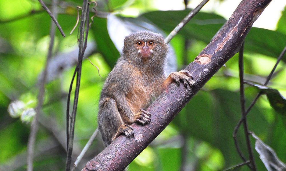 Un ejemplar del mono más pequeño del mundo sobre una rama. 