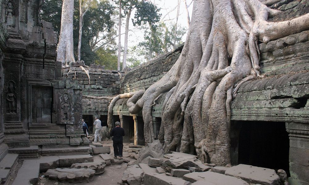 Los árboles sobre el templo Ta Prohm.