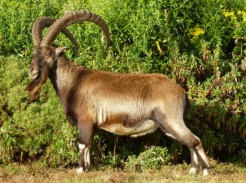 Cabra montesa de Etiopía, especie en peligro de extinción