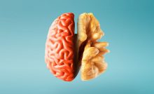 Cerebro y nuez.