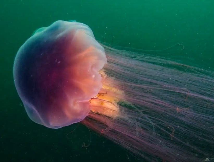 Medusa más grande del mundo - medusa melena de león