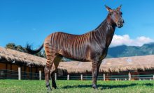Cebrallo, cruza entre una cebra macho y una yegua