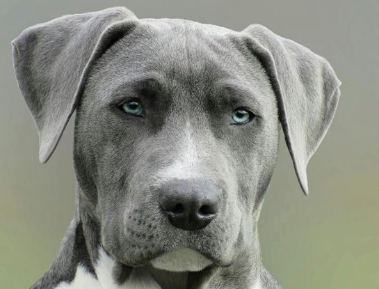 ¿Sabías que Argentina es el séptimo país del mundo con mayor cantidad de perros? 