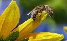 dia-mundial-de-las-abejas