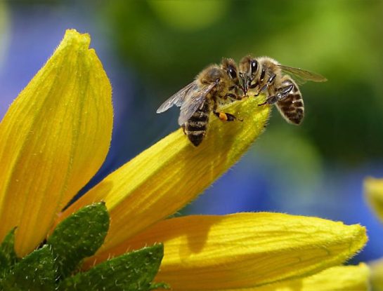 Día Mundial de las Abejas: ¿por qué se celebra el 20 de mayo? 