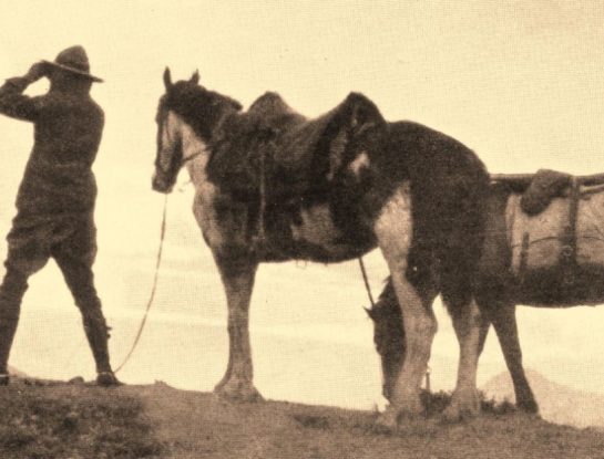 Gato y Mancha, los caballos argentinos que caminaron de Buenos Aires a Nueva York
