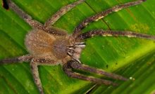 araña-mas-venenosa