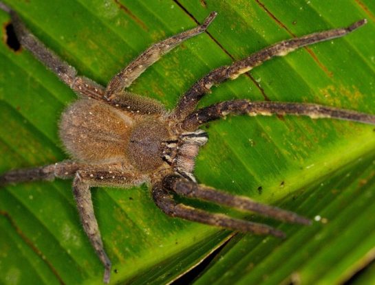 ¿En qué parte de Argentina habita la araña más venenosa del mundo?