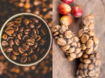 El café más caro del mundo se produce en Indonesia - Kopi Luwak o café de civeta
