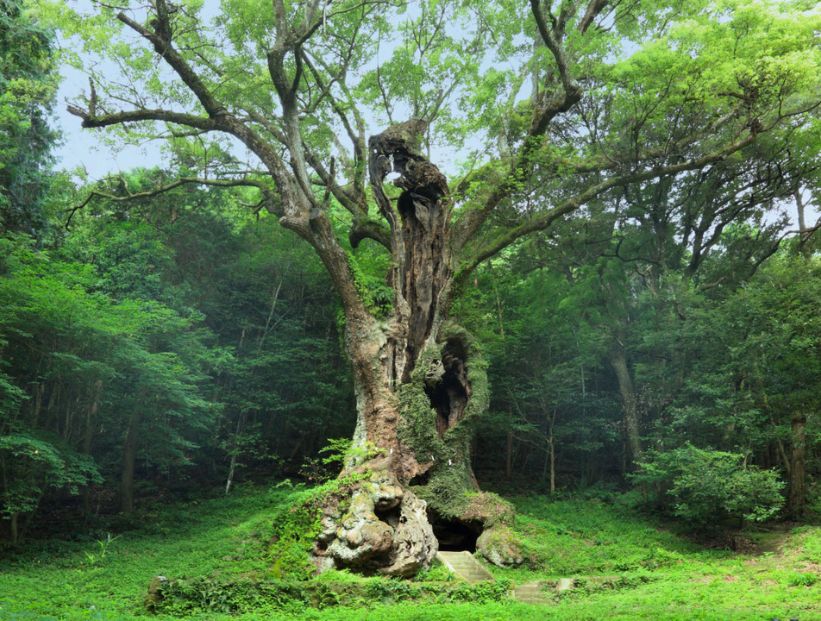Árbol sagrado del santuario Takeo, en Saga, Japón.