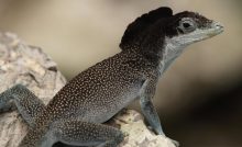 Lagartija de Malpelo - Colombia