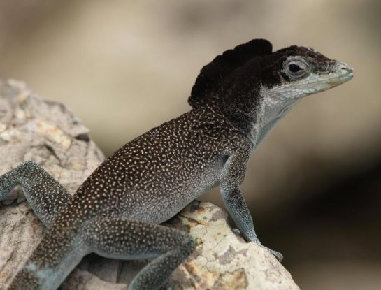 Lagartija de Malpelo, el curioso reptil con "peluca" que habita en Sudamérica