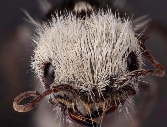Hormiga panda: conocé a la extraña y peligrosa especie