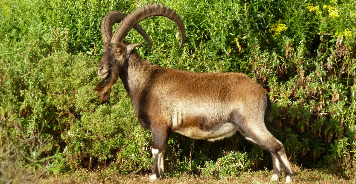 ¿Cuántos ejemplares de la cabra montesa de Etiopía quedan en el mundo ...