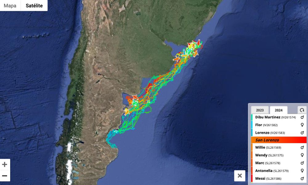 Mapa que muestra el seguimiento en vivo de los pingüinos de Magallanes, entre los que se encuentra Messi.