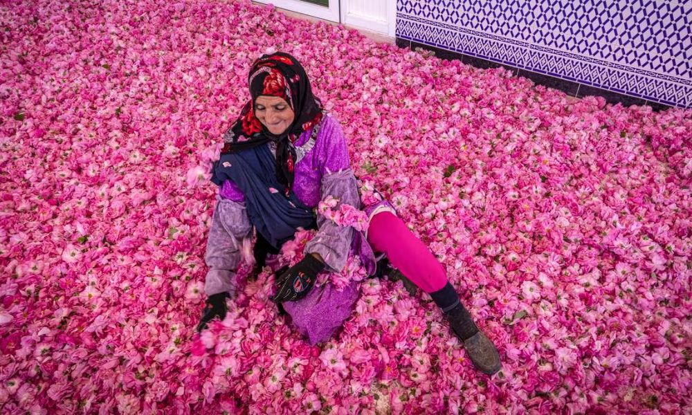 Festival de las Rosas - El Kalaat M’Gouna, Marruecos