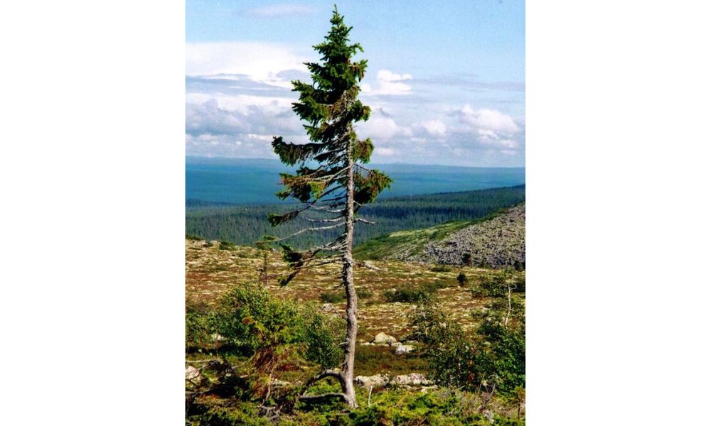 árbol clonal más viejo.