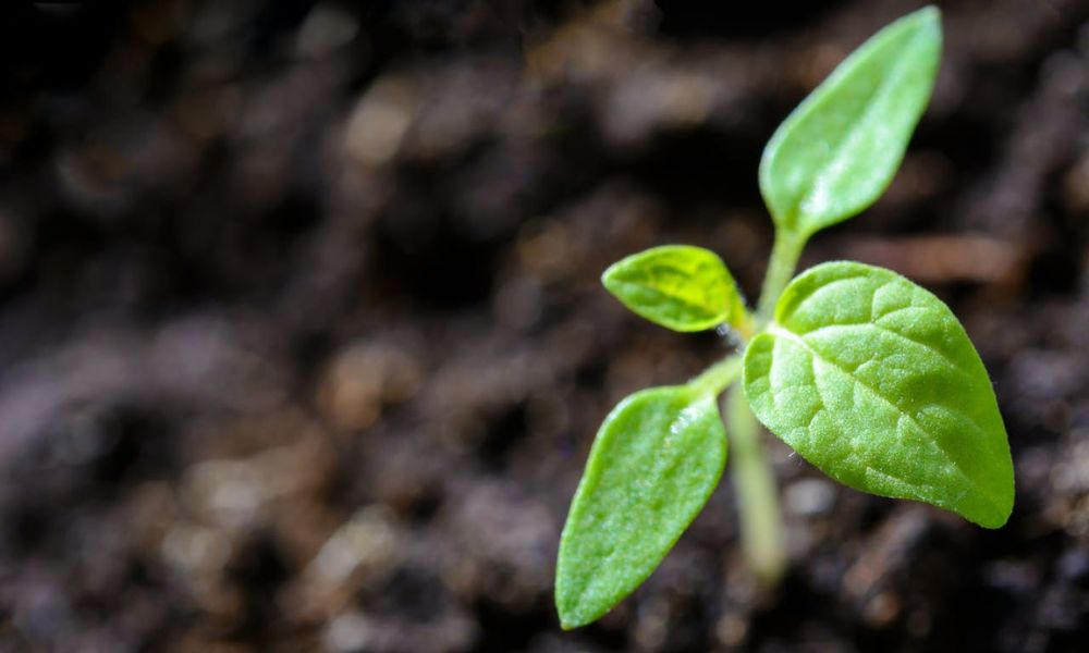 Planta en representación del Día Mundial del Medio Ambiente. 