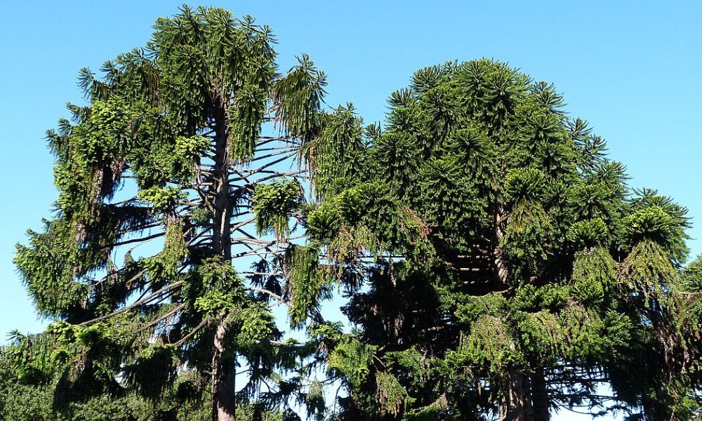 Ejemplares de araucaria bidwillii.