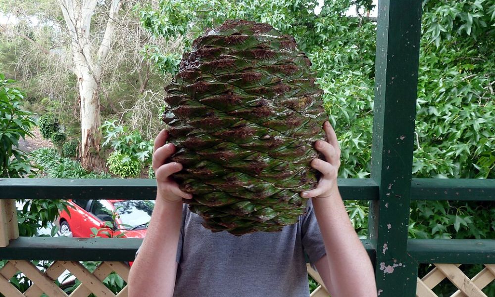 El cono de una araucaria bidwillii.