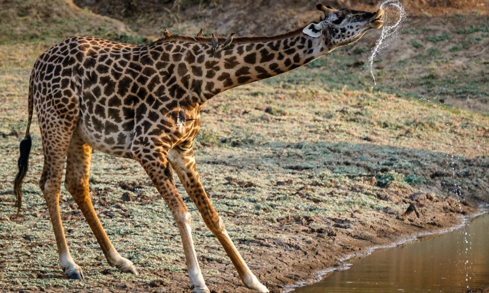 Una jirafa en la naturaleza.