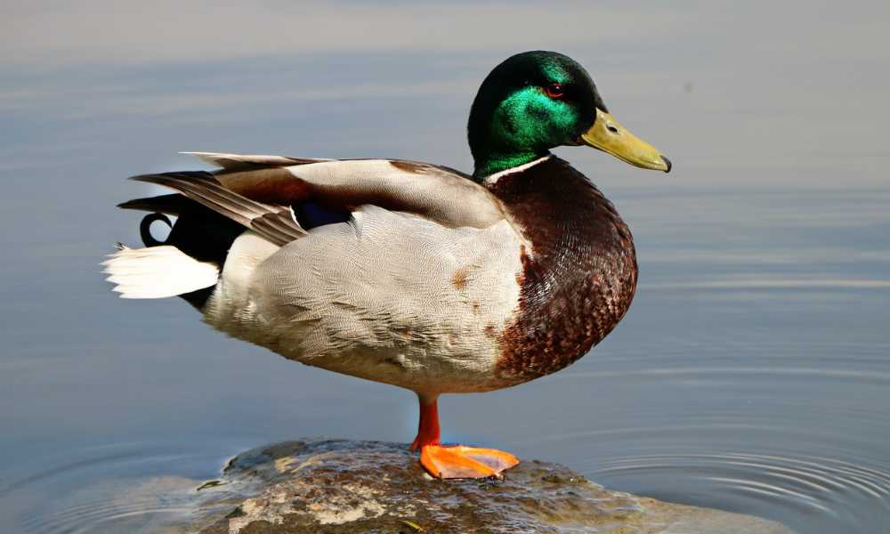 Pagar los platos rotos - sinónimo de pagar el pato