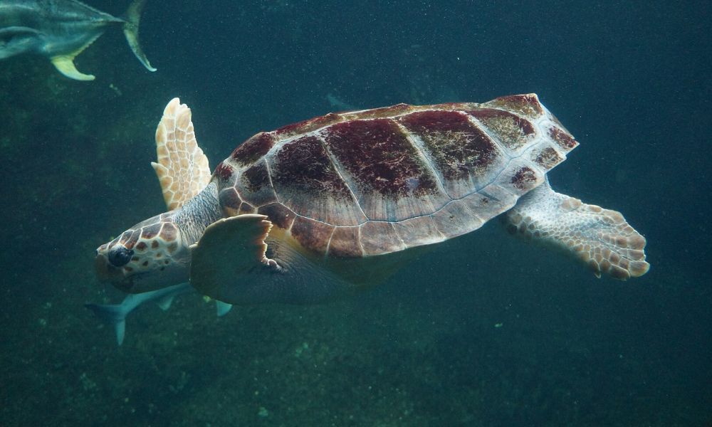 El animal más lento del mundo, en el agua. 