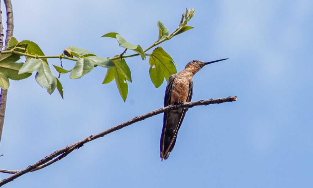 El colibrí más grande del mundo sobre una rama. 