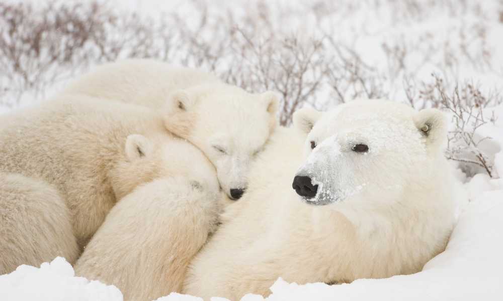 por qué los osos polares son blancos