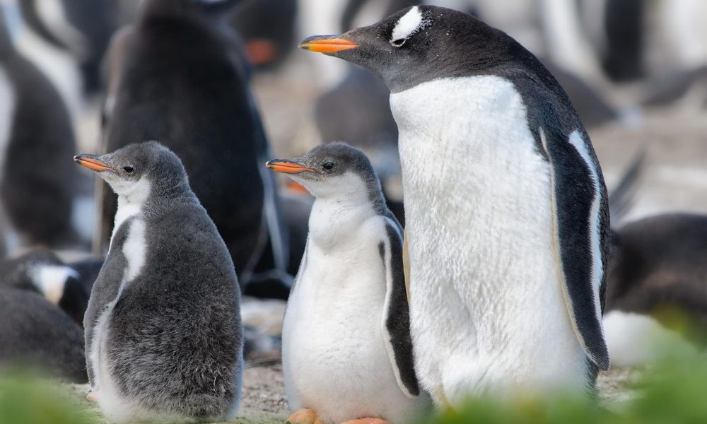 Uno de los pingüinos del estudio científico.