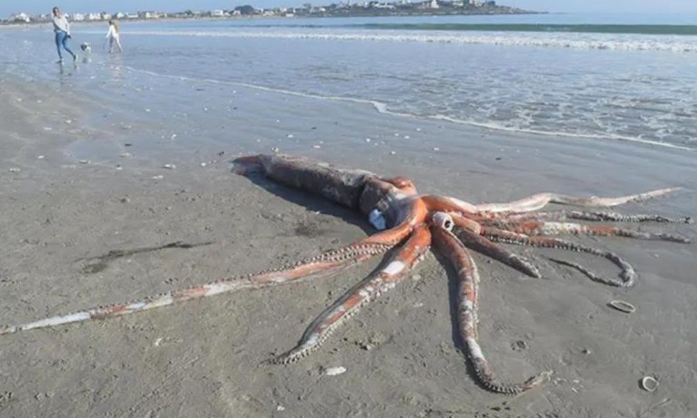 Un ejemplar del calamar gigante en una playa. 