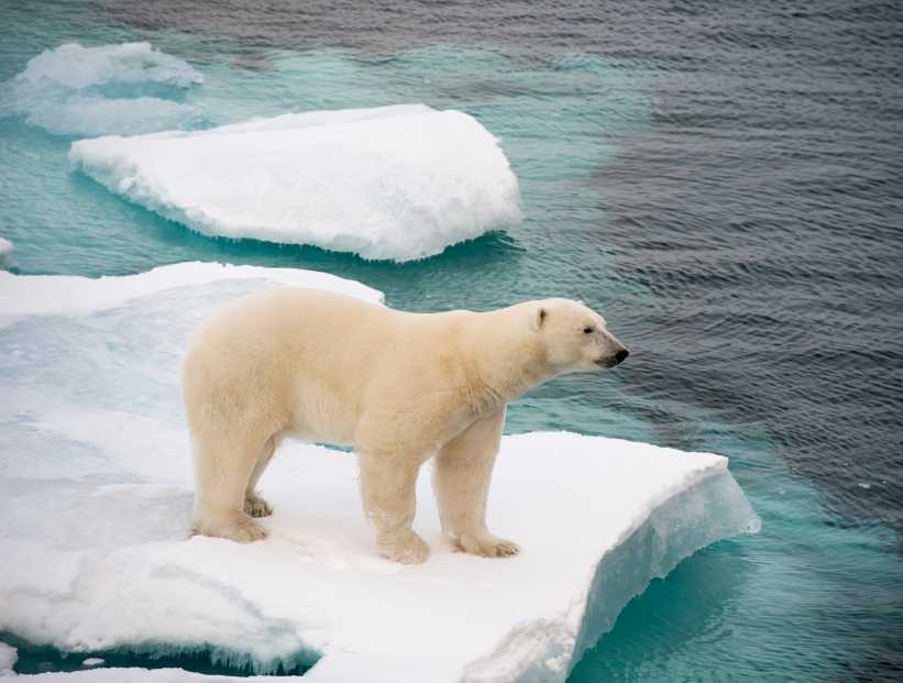 por qué los osos polares son blancos