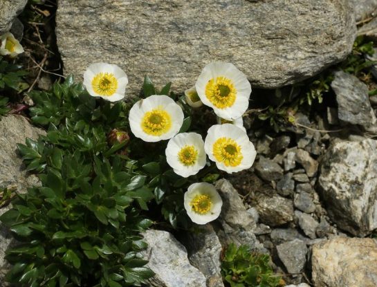 Ranúnculo glaciar, la planta que resiste frío extremo y sobrevive a más de 4.500 metros de altura 