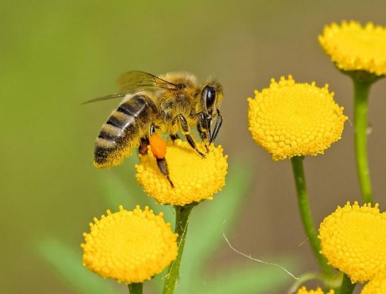 ¿Cuánta miel produce una abeja?